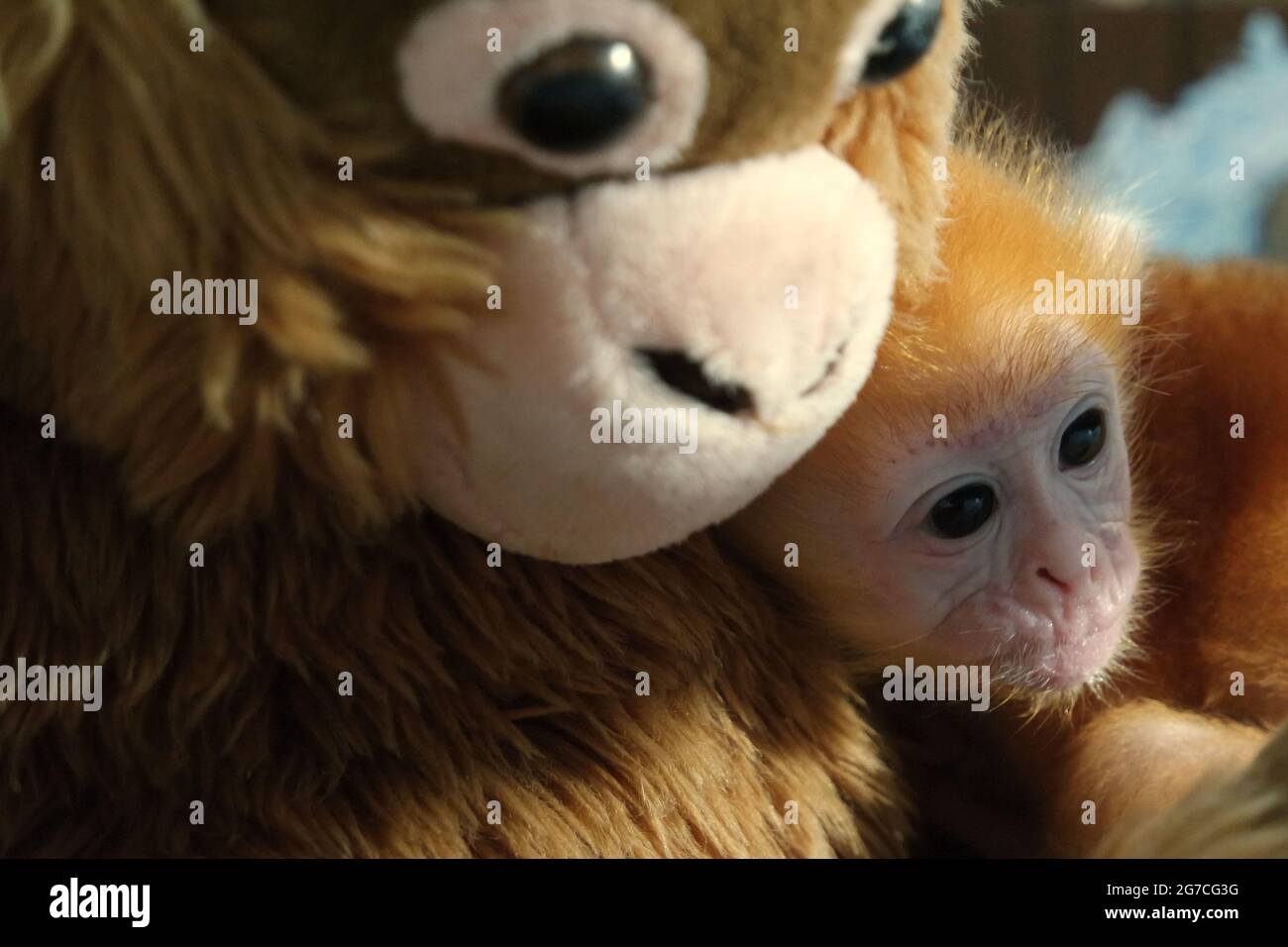 Un piccolo lutung (langur Javan orientale) che tiene una bambola primata. La bambola è posizionata intorno al langur del bambino per ridurre il relativo livello di sforzo durante un trattamento alla struttura veterinaria gestita dallo zoo di Bali a Gianyar, Bali, Indonesia. Foto Stock