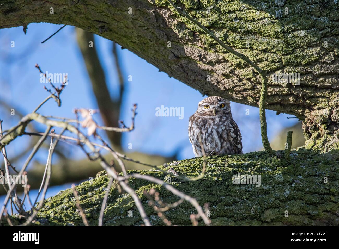 Un gufo di Littl seduto accusatamente in un albero Foto Stock