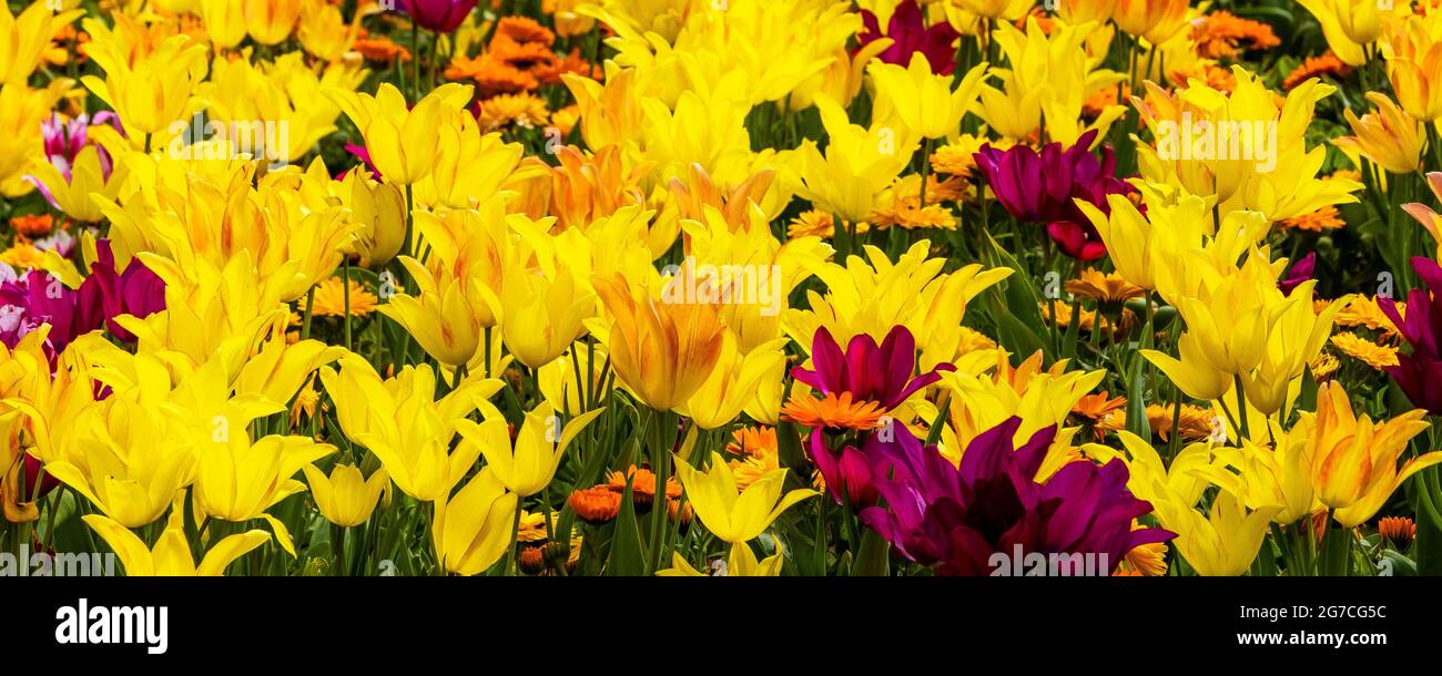 Un'immagine panoramica di tulipani Aladdin a forma di calice fiorito in giglio che crescono in un giardino. Foto Stock