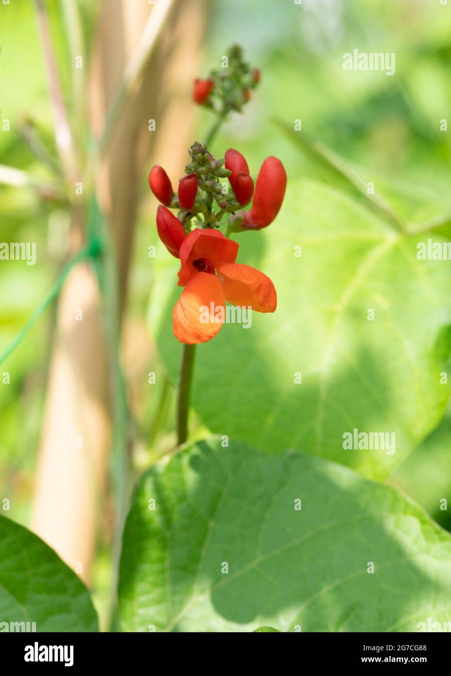 Phaseolus coccineus Closeup di fiore di fagioli di runner su un morningon luminoso e soleggiato su un'assegnazione, piccola tenuta, giardino o un ambiente orticolo Foto Stock