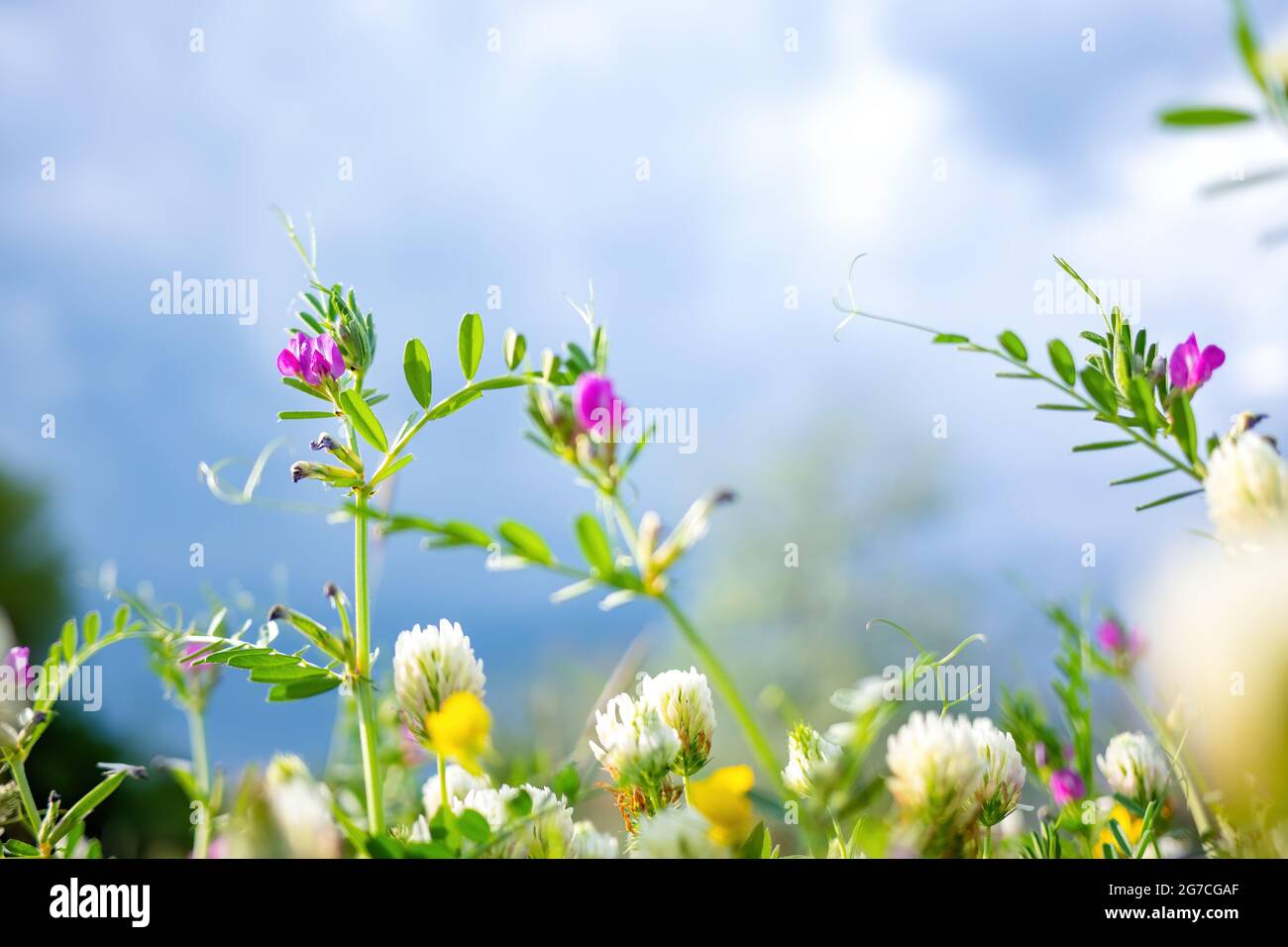 Primavera o estate natura sfondo con erba verde, fiori selvatici e bokeh Foto Stock
