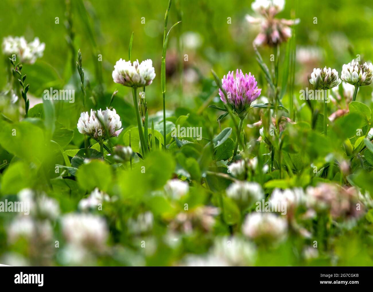 Trifolium pratense trifoglio rosso tra fiori bianchi. Concetto di levarsi in piedi fuori in natura medow sfondo copia spazio a sinistra Foto Stock