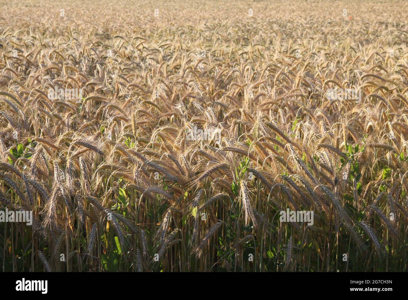 Campo di grano con i dettagli di spighe di grano nel sole di dowining. Foto Stock