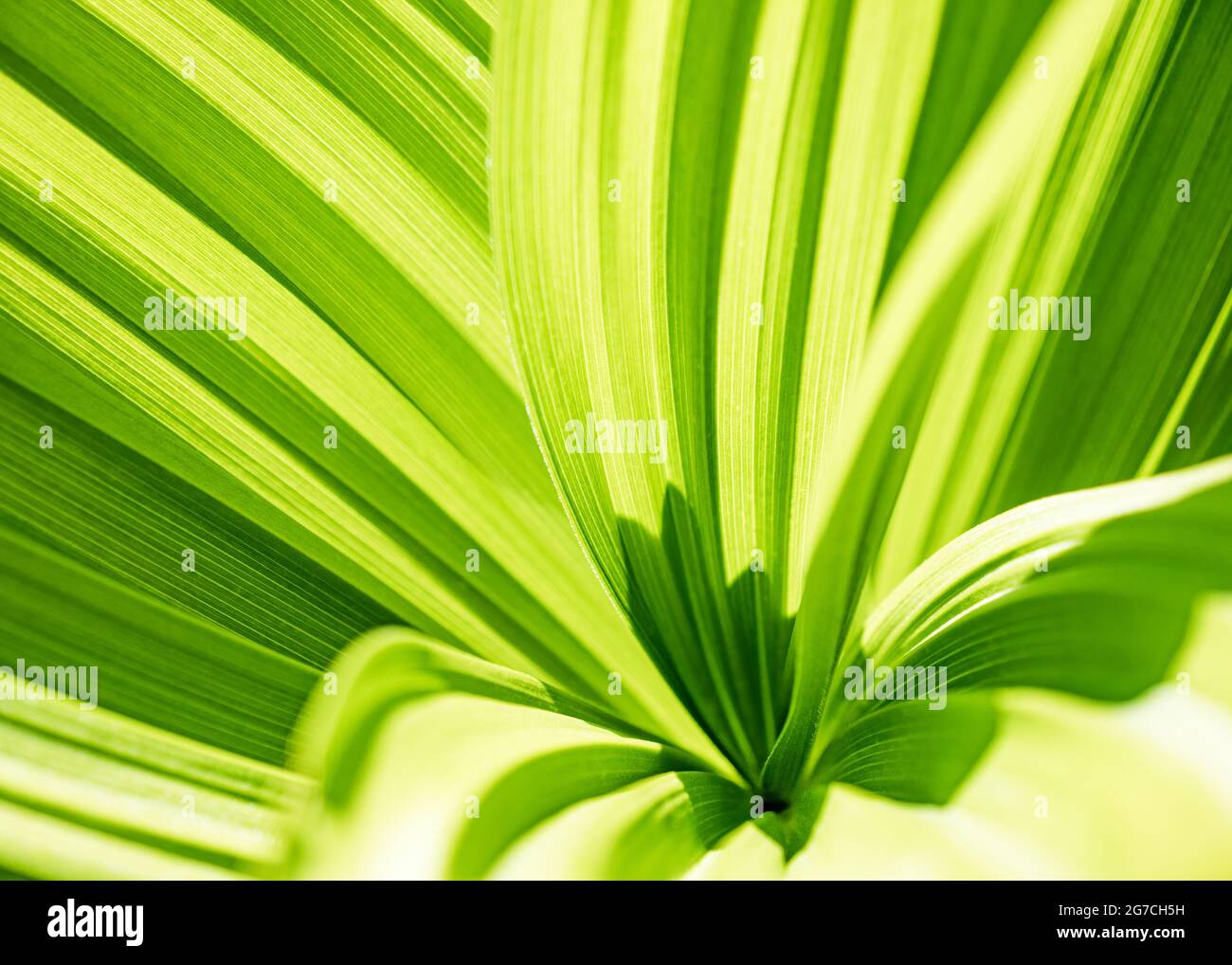 Verde foglia sfondo astratto. Veratrum, il Veratro nero texture closeup Foto Stock