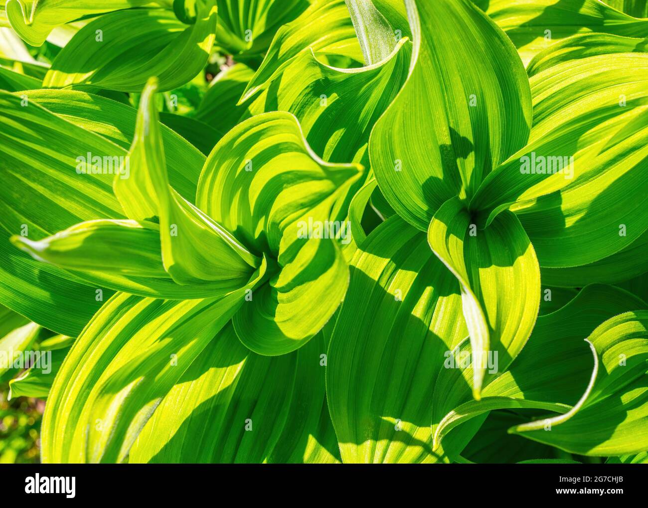 Verde foglia sfondo astratto. Veratrum, il Veratro nero texture closeup Foto Stock