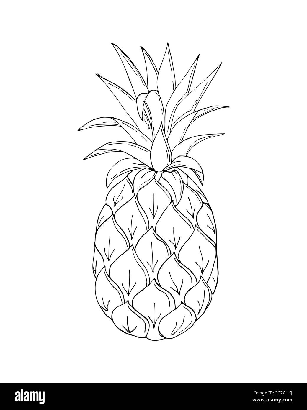 Ananas doodling, contorno nero disegno a mano, su sfondo bianco, isolato. Illustrazione vettoriale Illustrazione Vettoriale