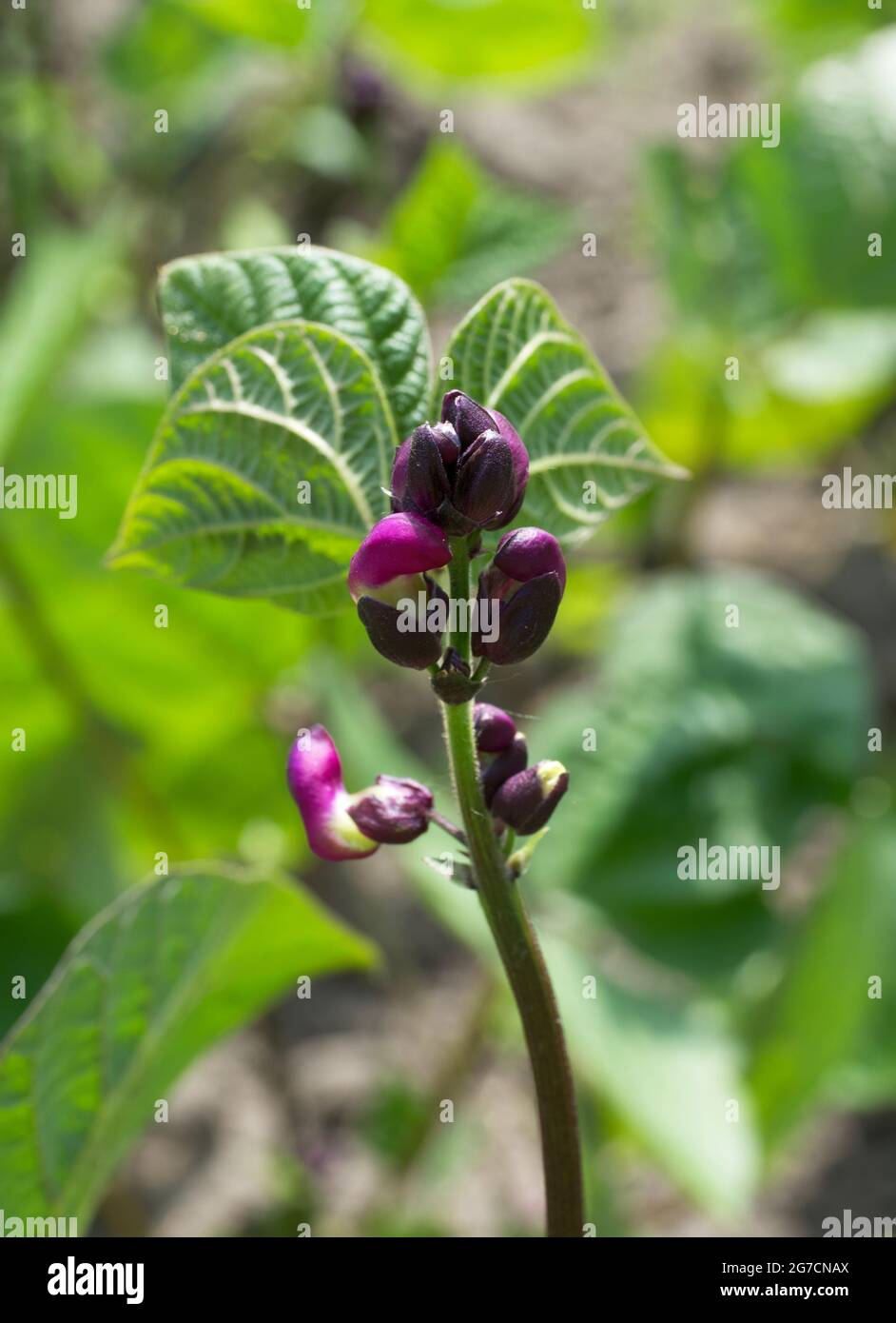 Fiori di asparagi, primo piano. Asparagi, o asparagi da giardino, nome popolare passera erba, nome scientifico Asparagus officinalis. Foto Stock