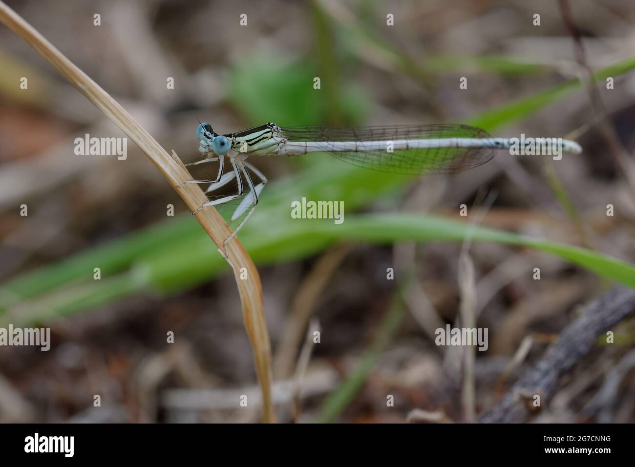 Maschio White Featherleg (Platycnemis latipes) Foto Stock