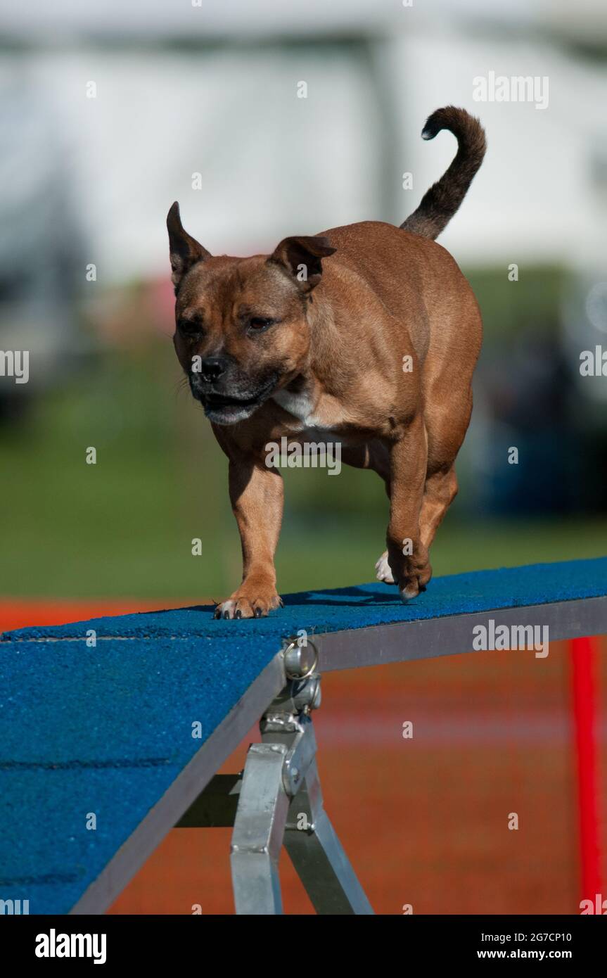 Staffordshire Bull Terrier al cane mostra agilità concorrenza Foto Stock