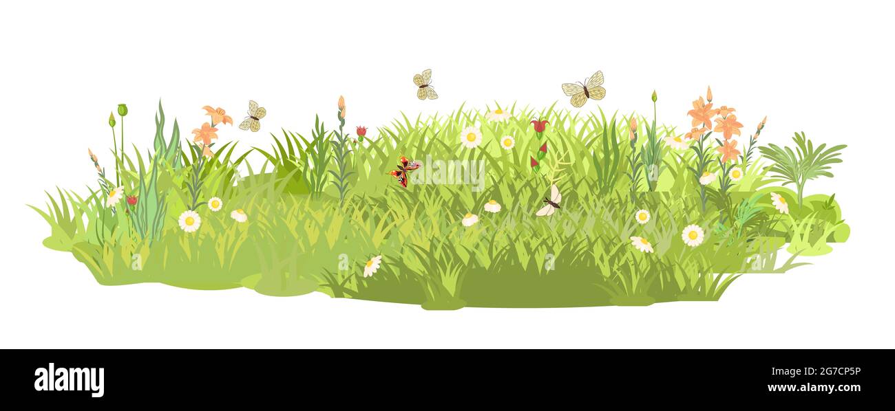 Denso prato estivo con fiori. Farfalle. Erba erba verde addensi. Area erba. Parco giochi. Luogo. Bellissimo paesaggio. Isolato su bianco Foto Stock
