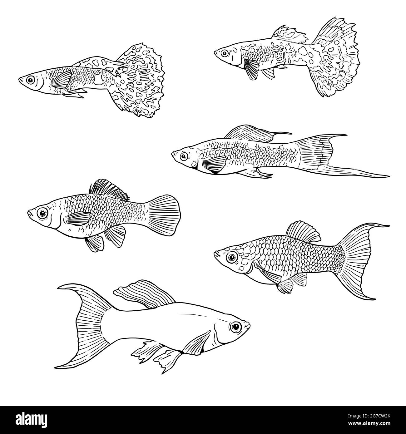 GuppY, coda di spada e molly per la colorazione. Colorati modelli di pesci tropicali. Libro da colorare per bambini e adulti. Foto Stock