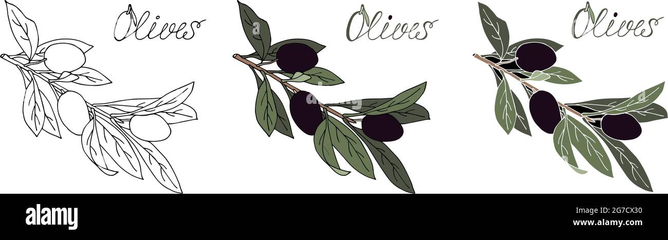 Ramo di olive con olive, contorno, colore, stilizzato, fatto a mano. Per il tuo progetto. Illustrazione Vettoriale