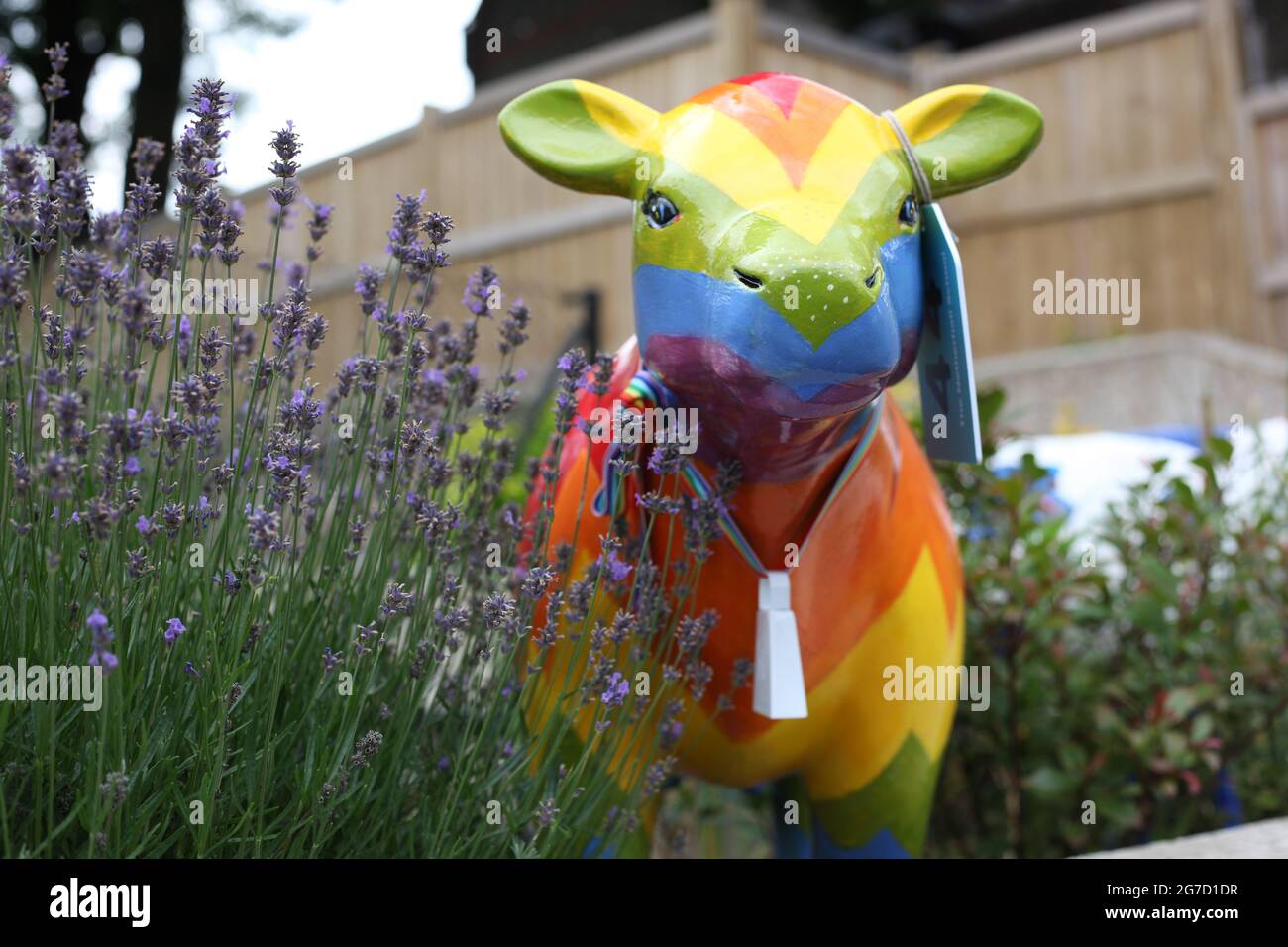 Public Arts, Business & Charity Funding - una delle 90 mucche colorate sulle sculture di Cambridge che sono installate intorno a Cambridge, Gran Bretagna 2021 Foto Stock