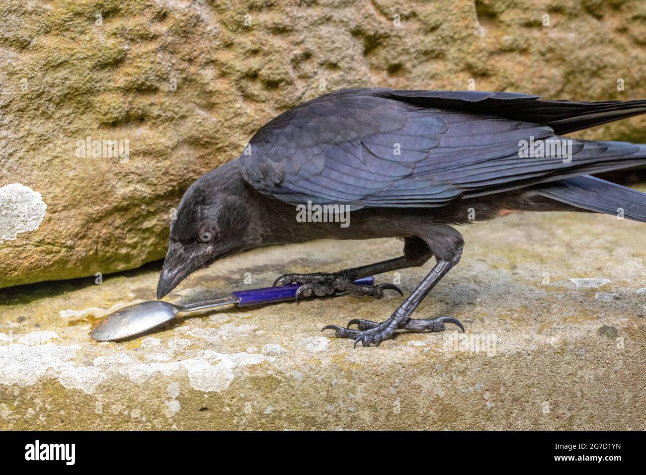 Jackdaw Corvus monidula. Ripuendo, qualsiasi oggetto di un tipo lucido, riflettente può essere di interesse per i membri della famiglia di corvo, Juvenile bird.Play ob. Foto Stock