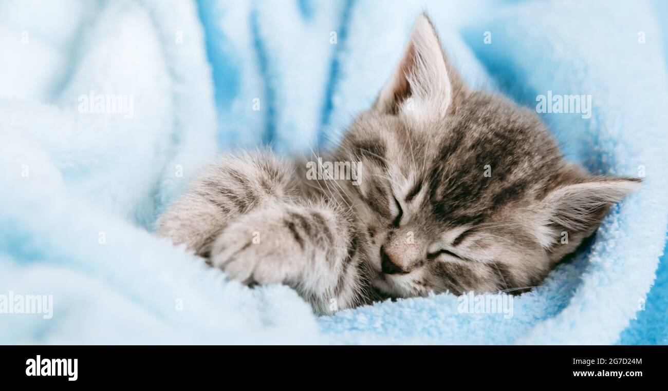 Il simpatico cucciolo di Tabby chiuse gli occhi e si rilassa con un pisolino. Gatto capretto animale domestico. Piccolo cucciolo di mammifero grigio Tabby su sfondo blu plaid. Gatto soffice Foto Stock