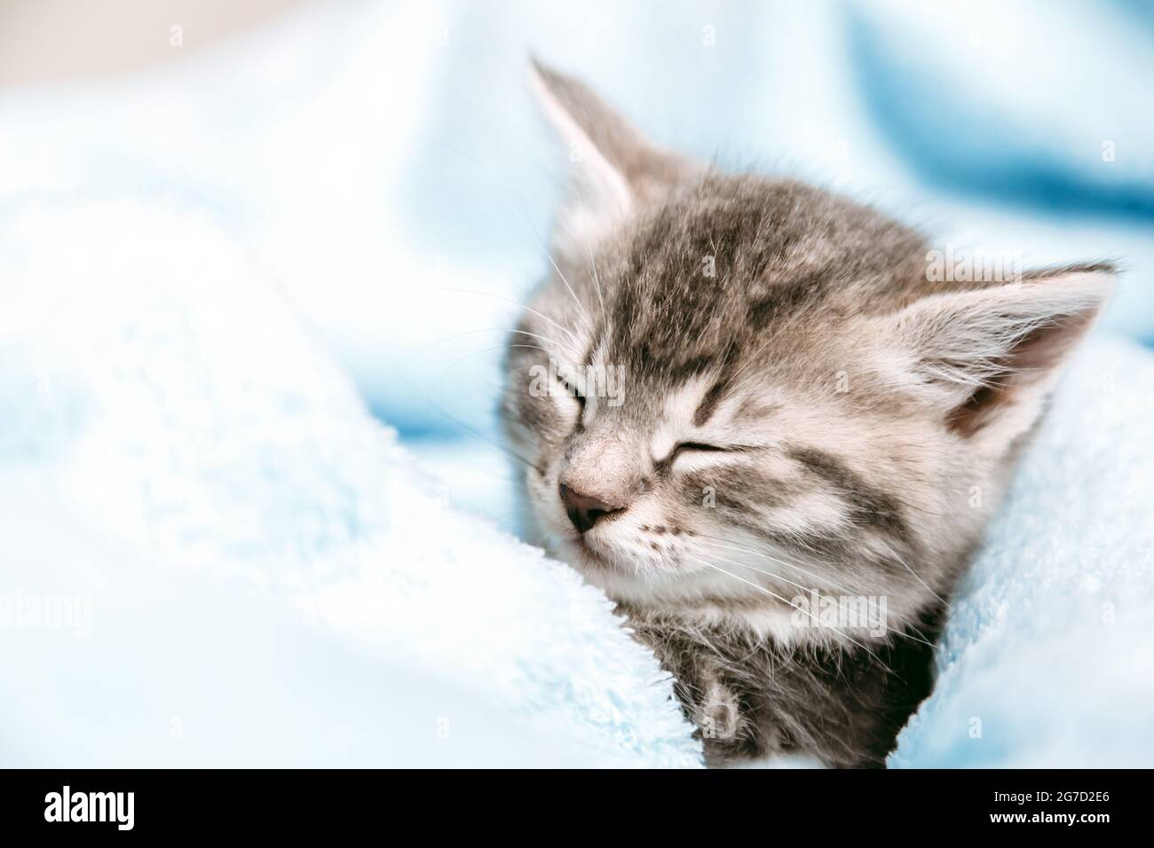 Il simpatico cucciolo di Tabby chiuse gli occhi e si rilassa con un pisolino. Gatto capretto animale domestico. Piccolo cucciolo di mammifero grigio Tabby su sfondo blu plaid. Gatto soffice Foto Stock