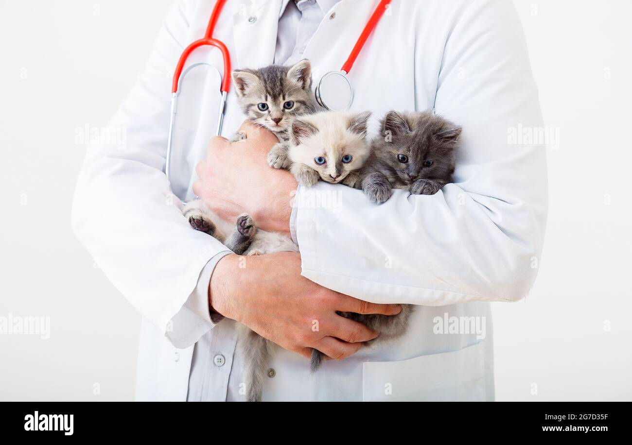 Uomo veterinario medico che tiene molti gatti gattini per controllare la salute, animali domestici check up. 3 Kittens in veterinario. Mani del medico che tengono i gatti animali di mammifero dentro Foto Stock