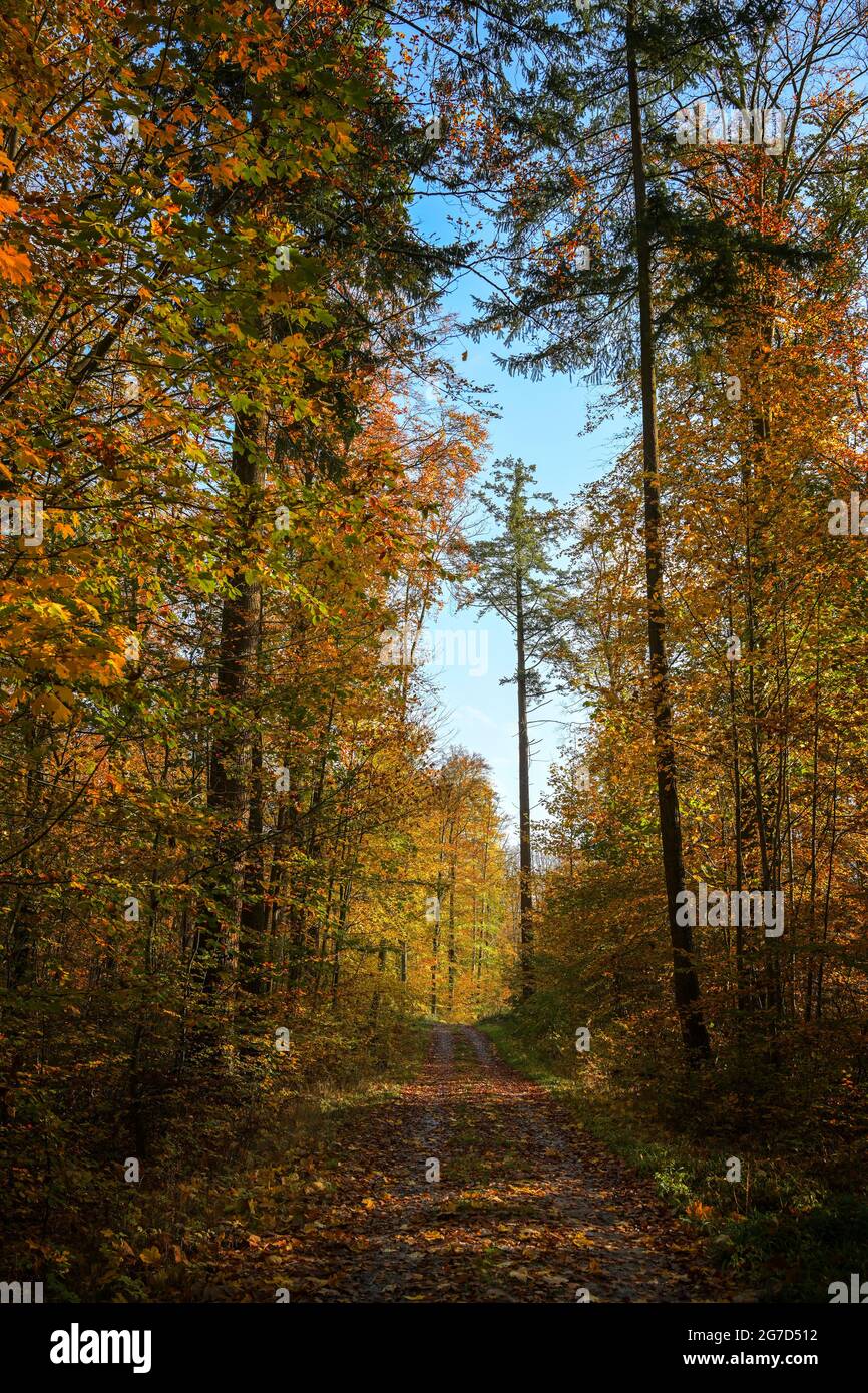 Sentiero in una foresta mista con colorate foglie d'autunno rosse e dorate, paesaggio stagionale con cielo blu, fuoco selezionato Foto Stock