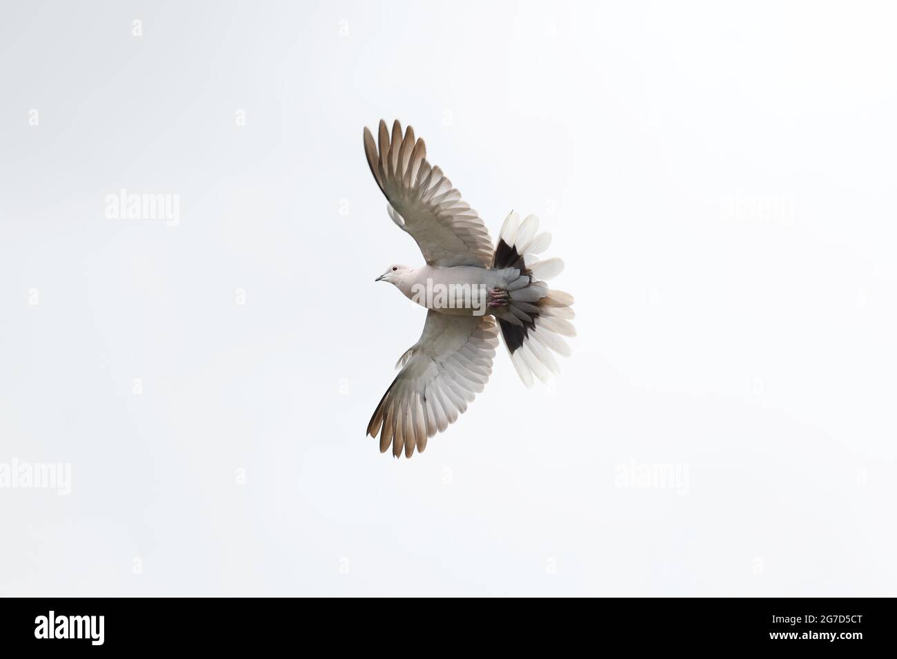 Pigeon di legno comune, columba palumbus, Columbidae, Aves la Casa comune Martin, Delichon Urbicon, Hirundinidae, Aves immagine di Antony Thompson - Th Foto Stock