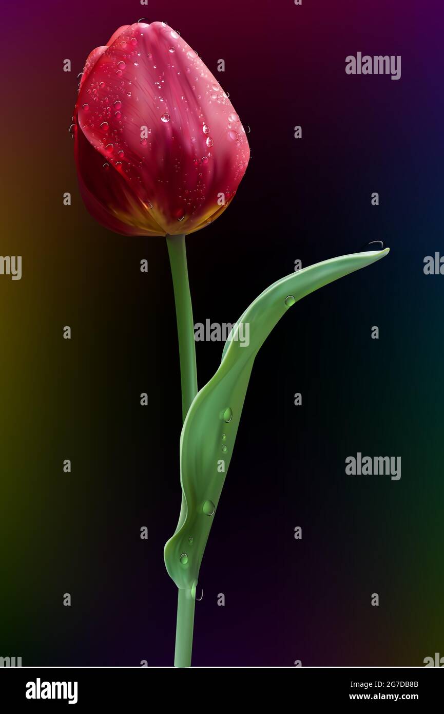 Fiore di primavera, tulipano rosso con gocce d'acqua sui petali e le foglie, primo piano, formato EPS10 Illustrazione Vettoriale