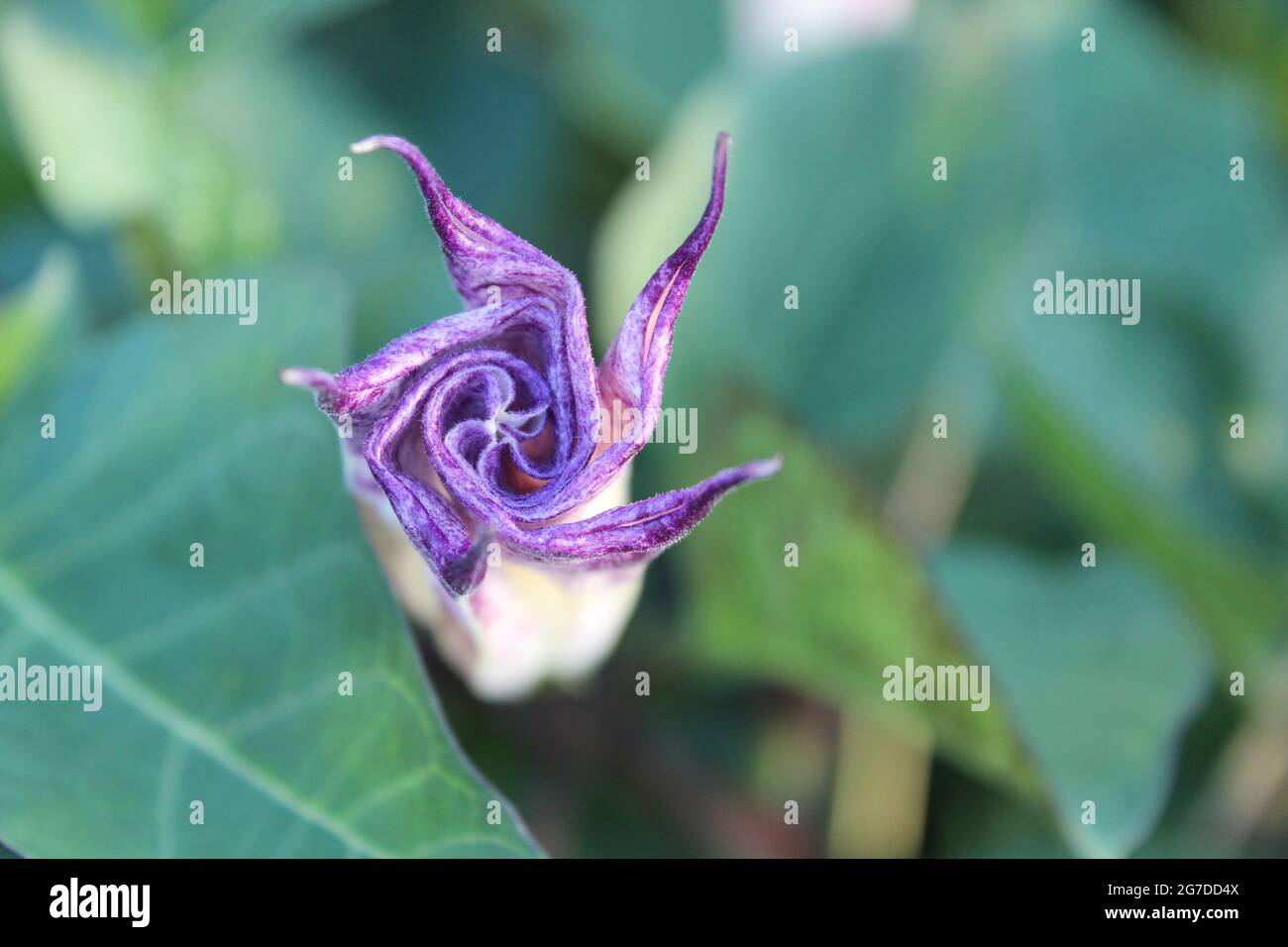 Datura metallo fiore pianta, vista dall'alto Foto Stock