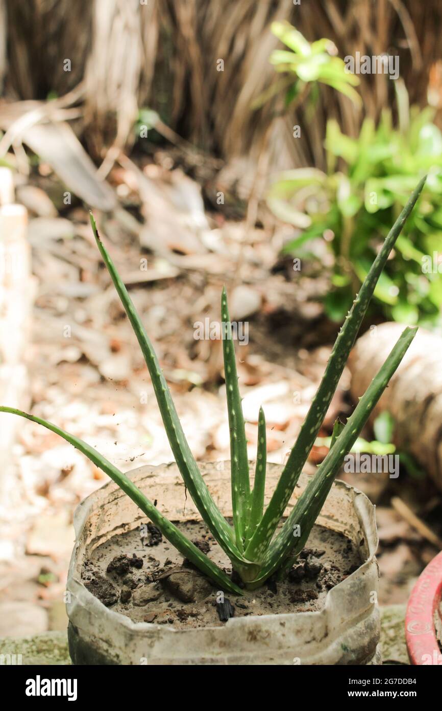 Aloe vera pianta, aloe vera per la cura della salute, pianta di erbe Foto  stock - Alamy