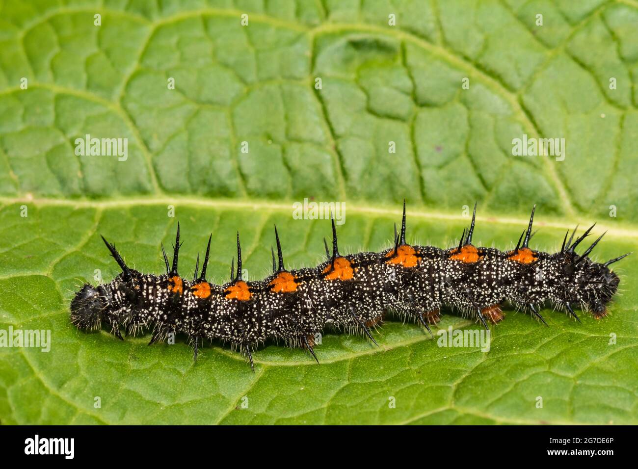 Mormorante Cloak Caterpillar (Nymphalis antiopa Foto stock - Alamy