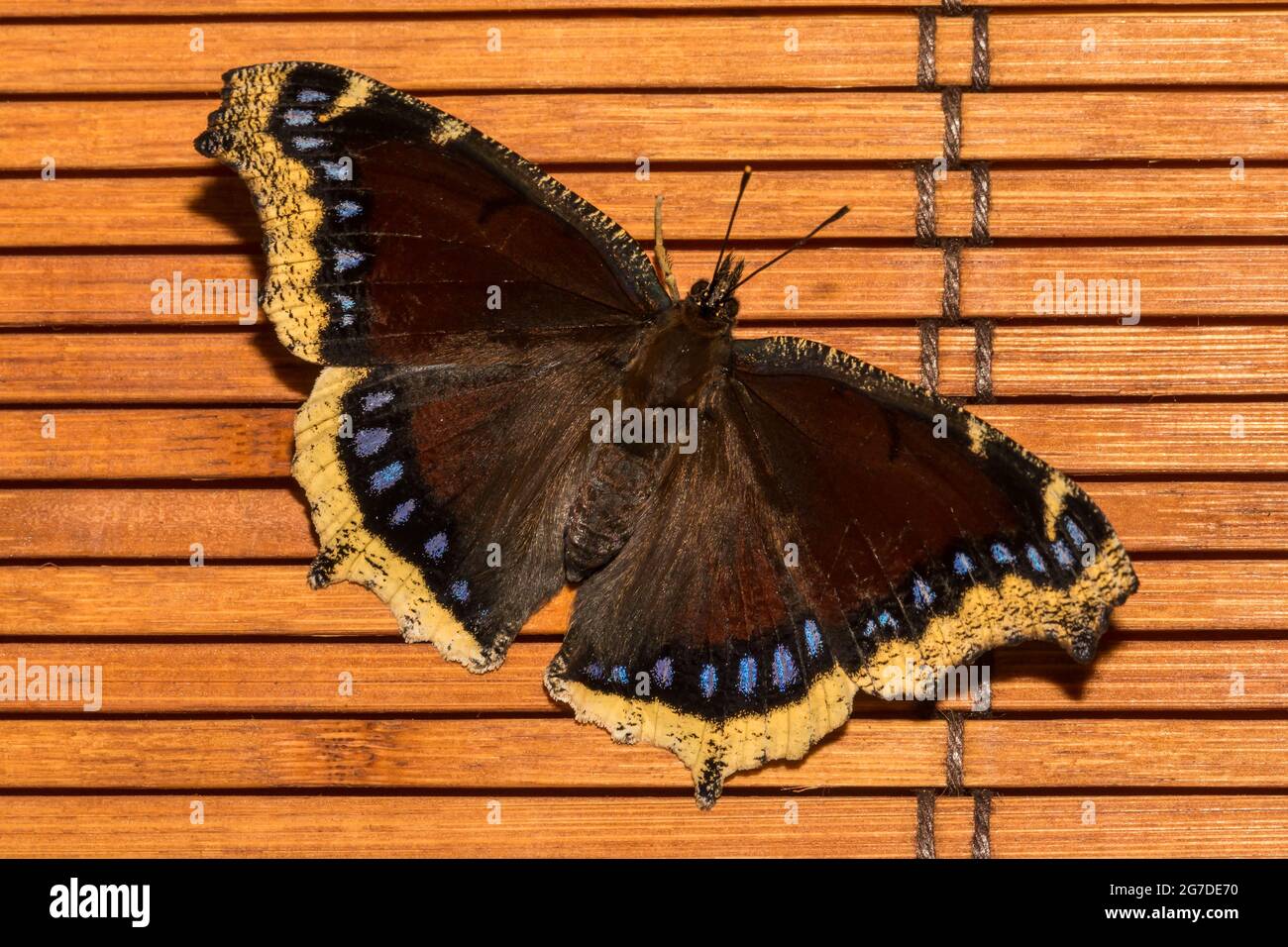 Lutto mantello Butterfly (Nymphalis antiopa) Foto Stock
