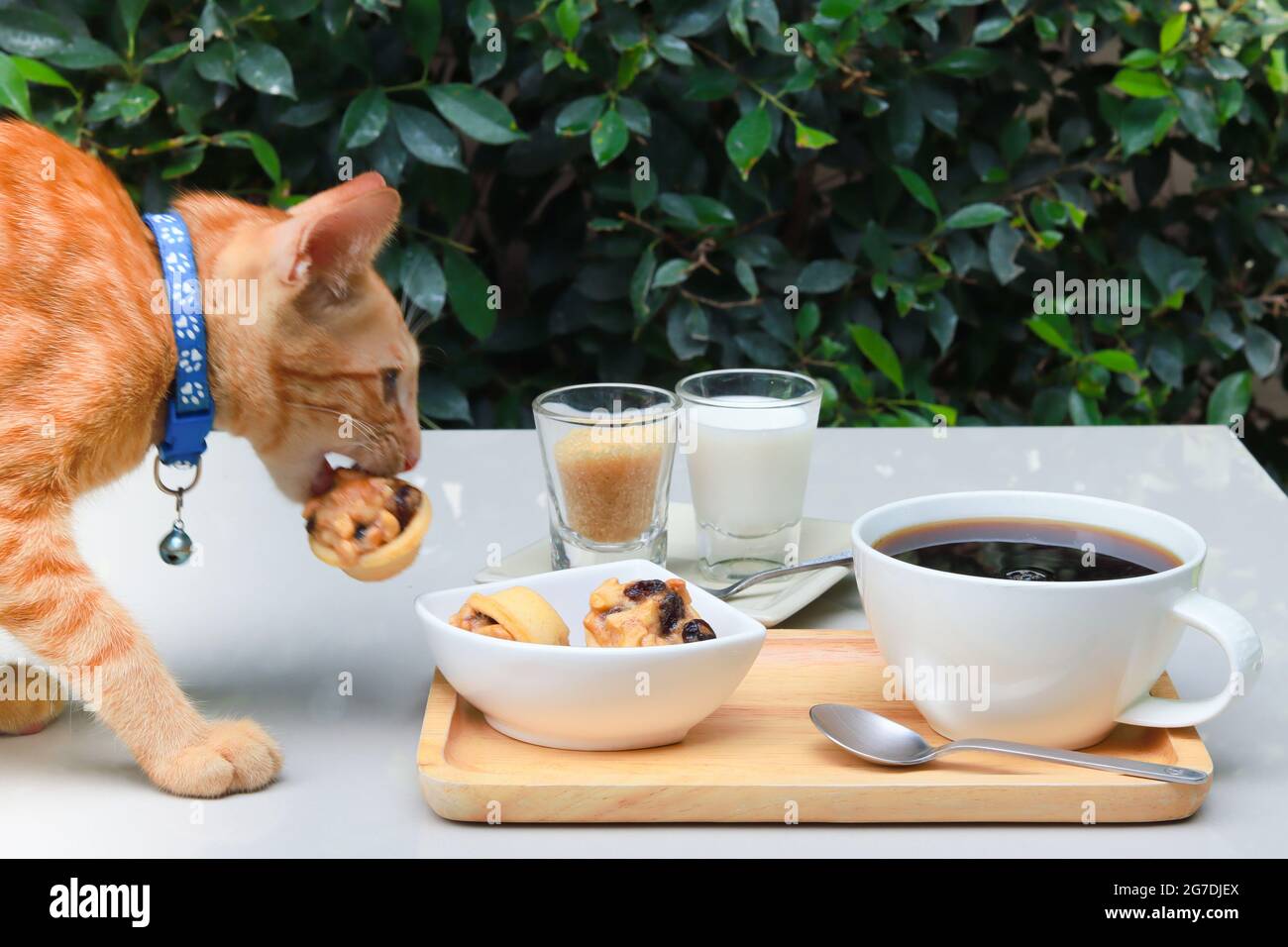 Gatto arancione che indossa un collare blu che prende i biscotti sul tavolino da caffè. Il tavolo si trova nel giardino con foglie verdi sullo sfondo. Foto Stock