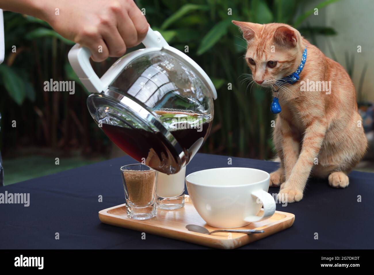 il cameriere versa il caffè nella tazza sul tavolo e sul tavolo c'è un gatto arancione che indossa un colletto blu che guarda il caffè. Ambiente giardino. Foto Stock