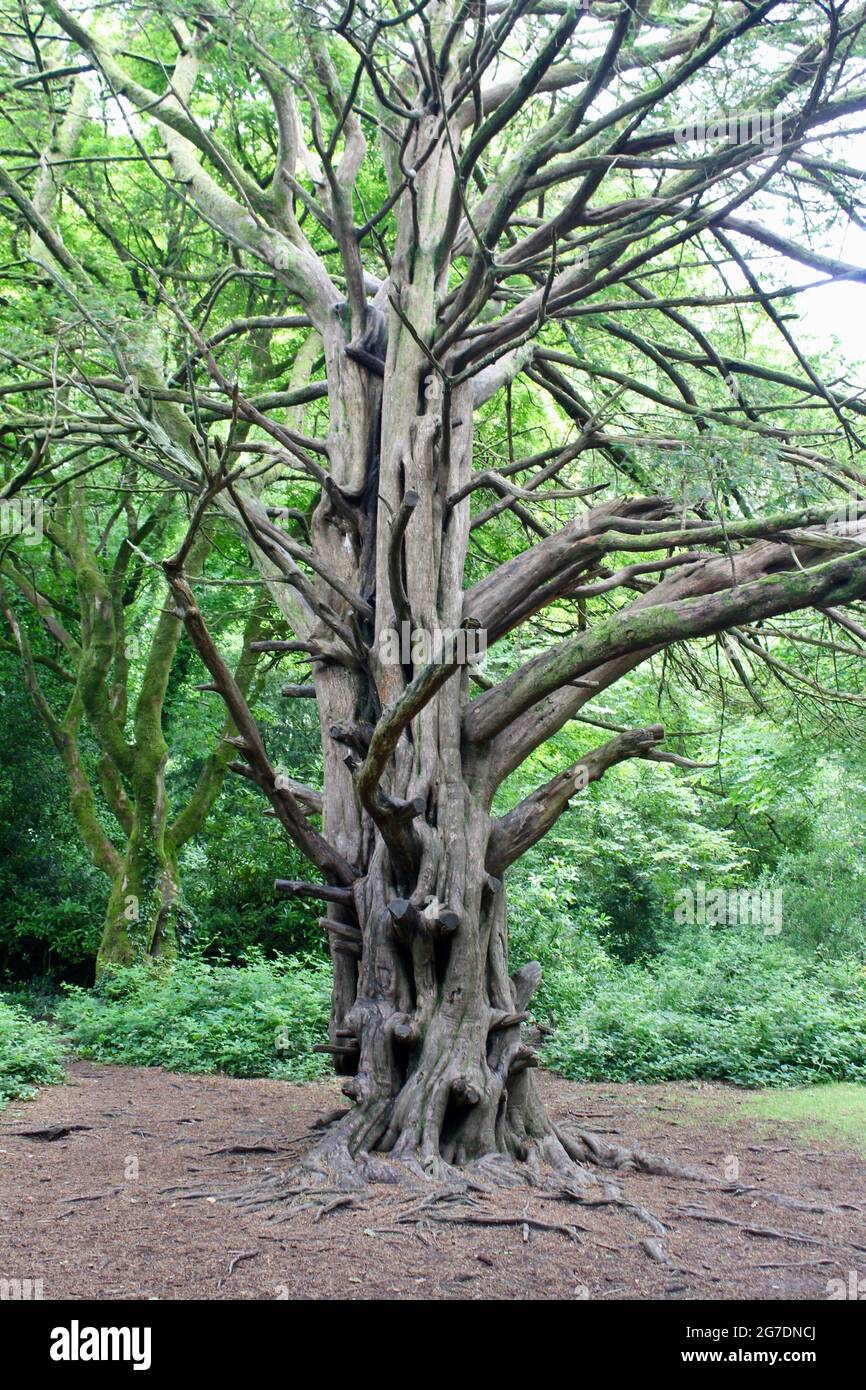 Intricato tronco di un albero di tasso nel Tehidy Country Park, Cornovaglia. Foto Stock