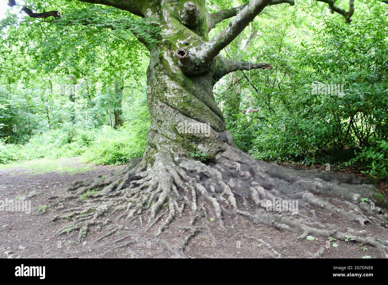 Il tronco attorcigliato di un albero di faggio nel Tehidy Country Park , Cornovaglia, Inghilterra. Foto Stock