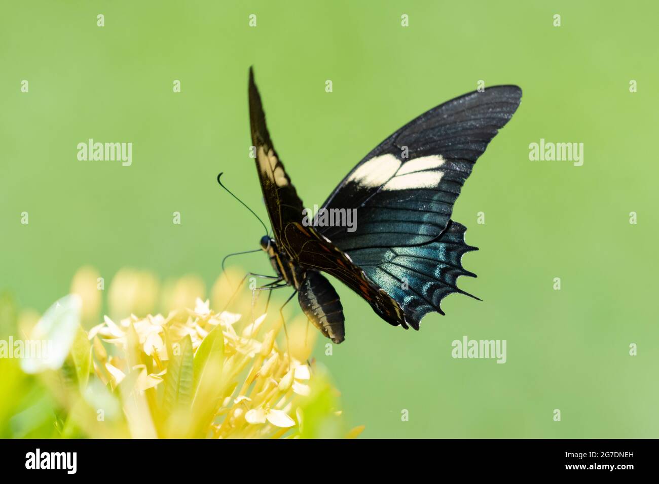 Una farfalla colorata su una siepe di Ixora con uno sfondo verde liscio. Farfalla tropicale e fiori gialli luminosi. Foto Stock