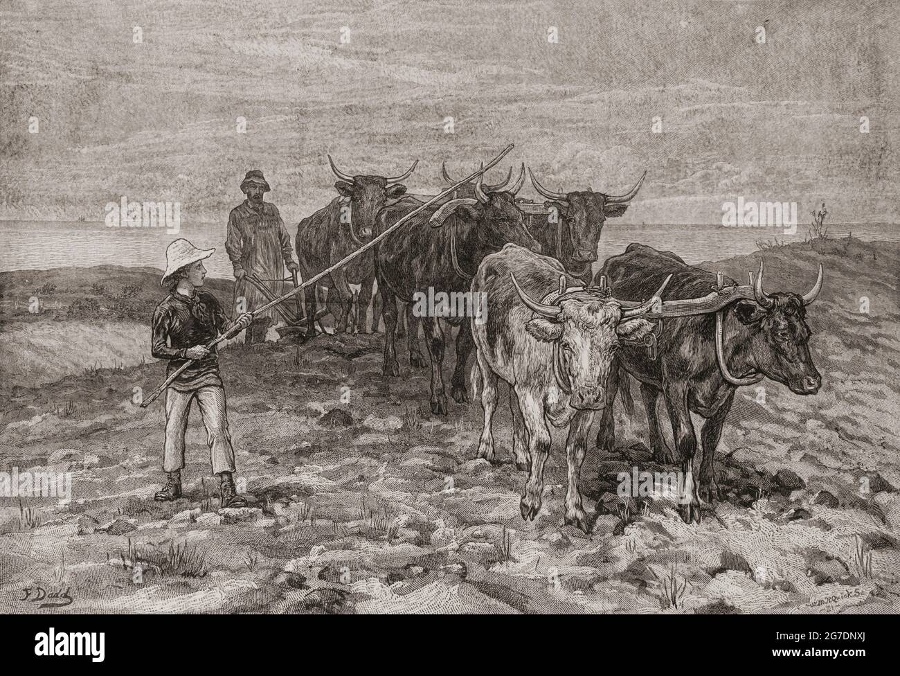 Arando sulle Downs di Sussex, Inghilterra nel 19 ° secolo. Dal London Illustrated News, pubblicato nel 1881. Foto Stock