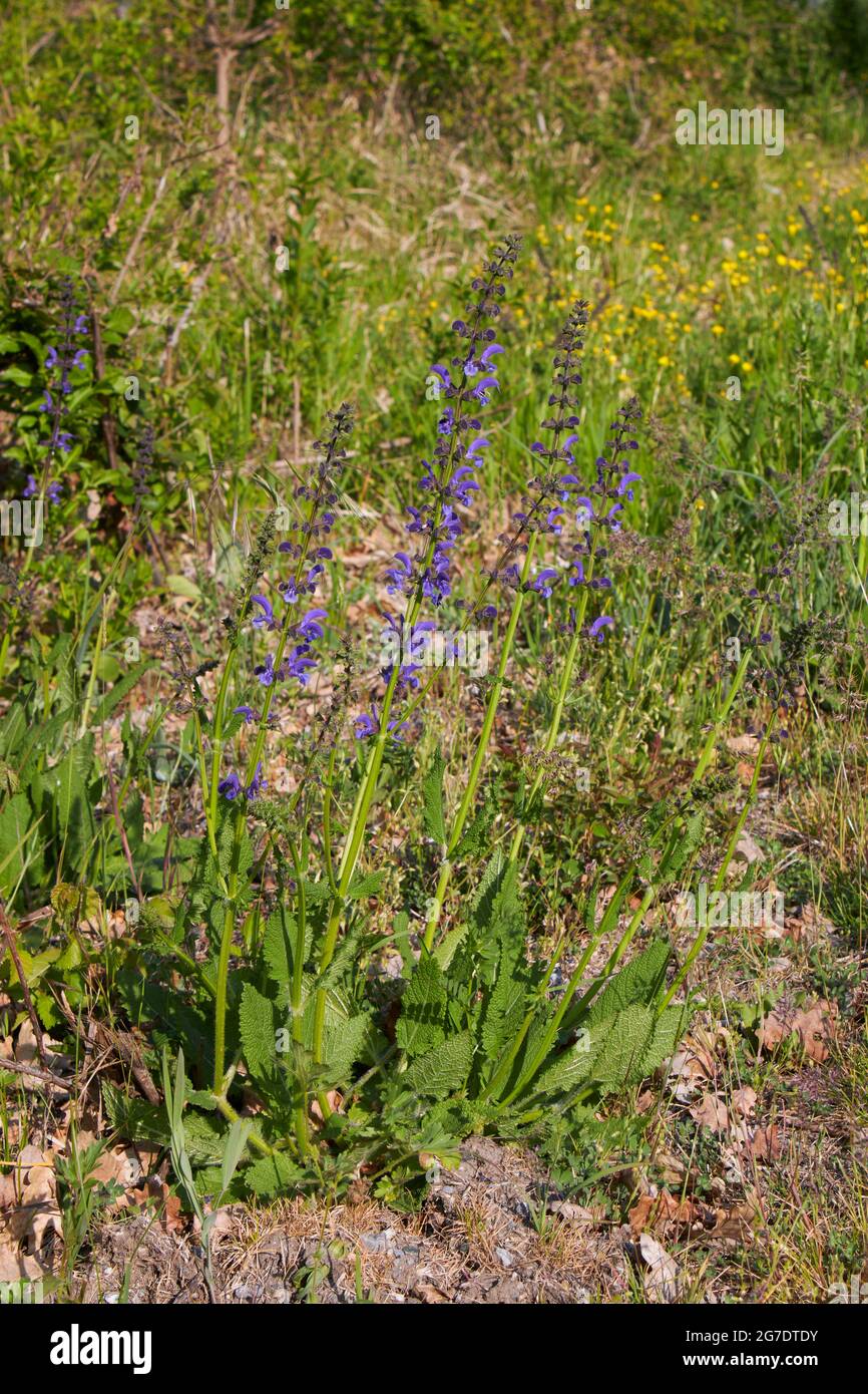 Salvia pratensis inflorescenza violetta Foto Stock
