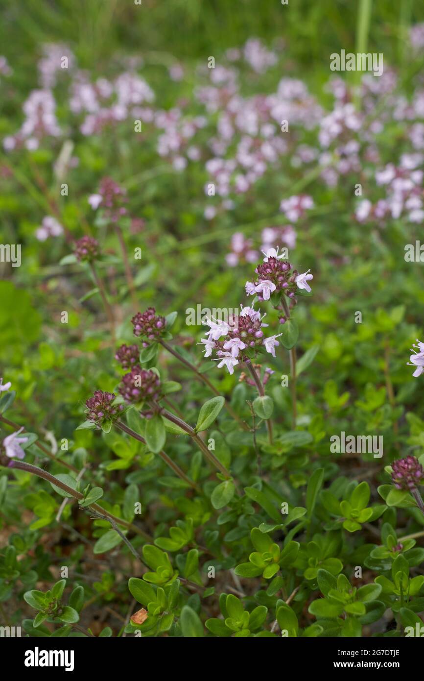 Infiorescenza lilla della pianta di Thymus serpyllum Foto Stock