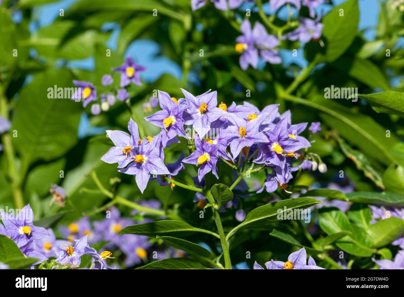 Fiori viola di patata cilena o Solanum crispum Glasnevin Foto Stock