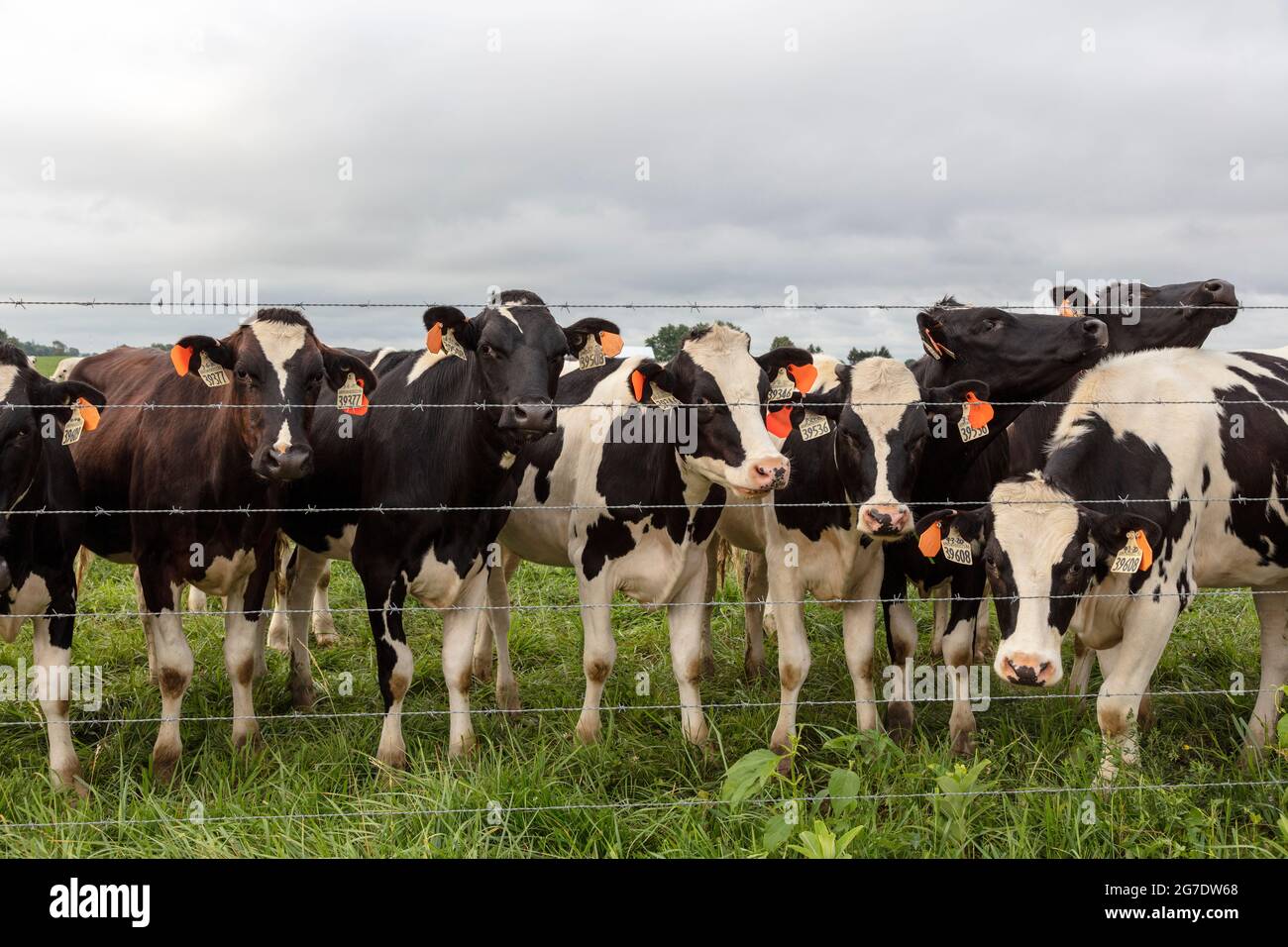 Vacche di Holstein in pascolo, fattoria Amish, Estate, Indiana, Stati Uniti, Di James D Coppinger/Dembinsky Photo Assoc Foto Stock