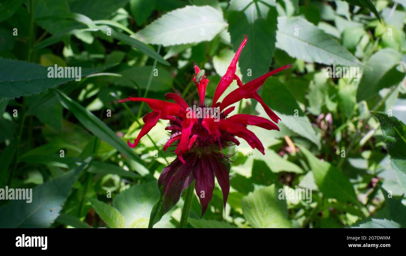 Un primo piano di un Crimson Bee Balm Wildflower Foto Stock Un primo piano di un Crimson Bee Balm Wildflower Foto Stock