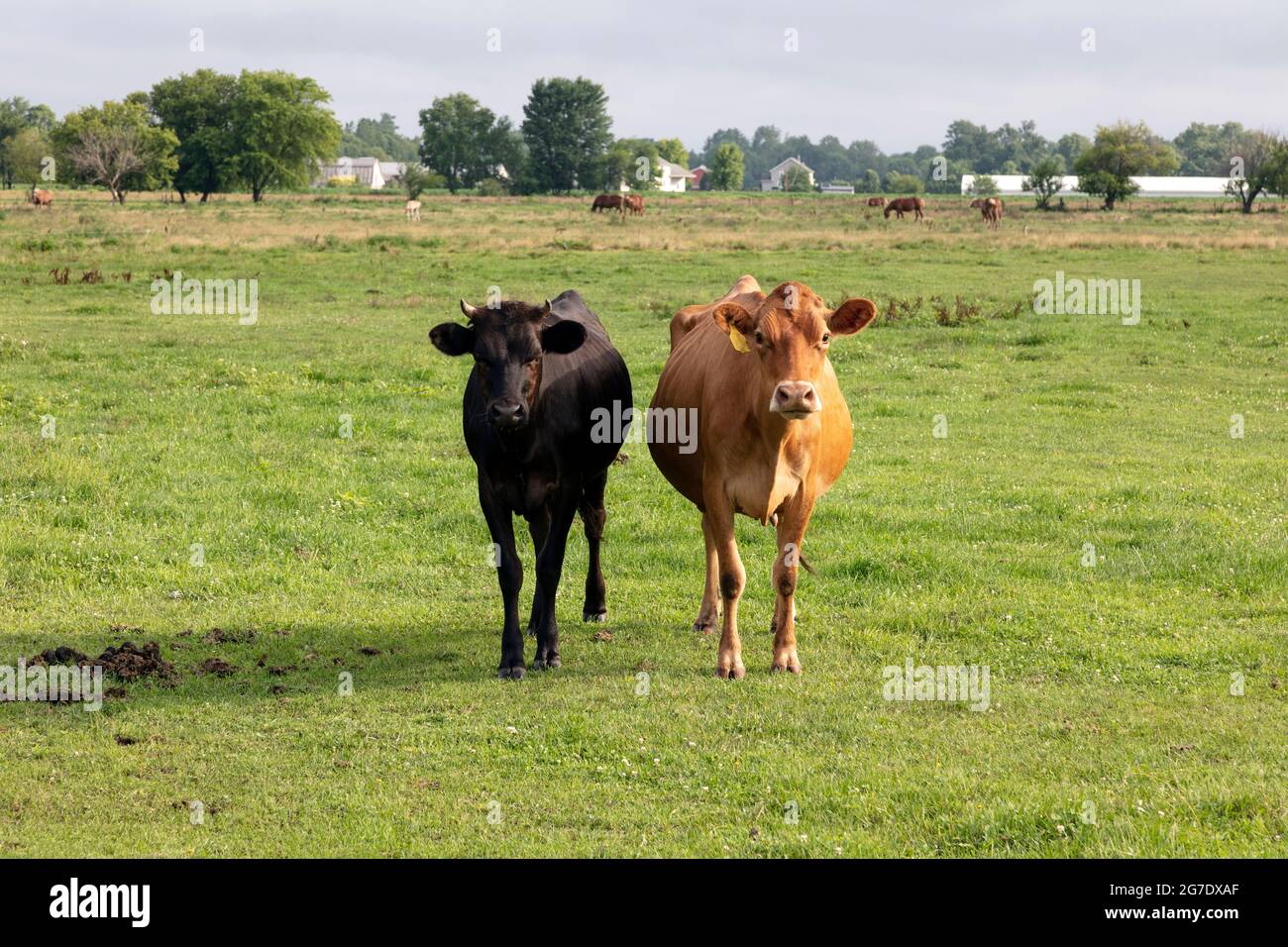 Jersey Cow e toro giovane in pascolo, Amish fattoria, Estate, Indiana, Stati Uniti, Di James D Coppinger/Dembinsky Photo Assoc Foto Stock