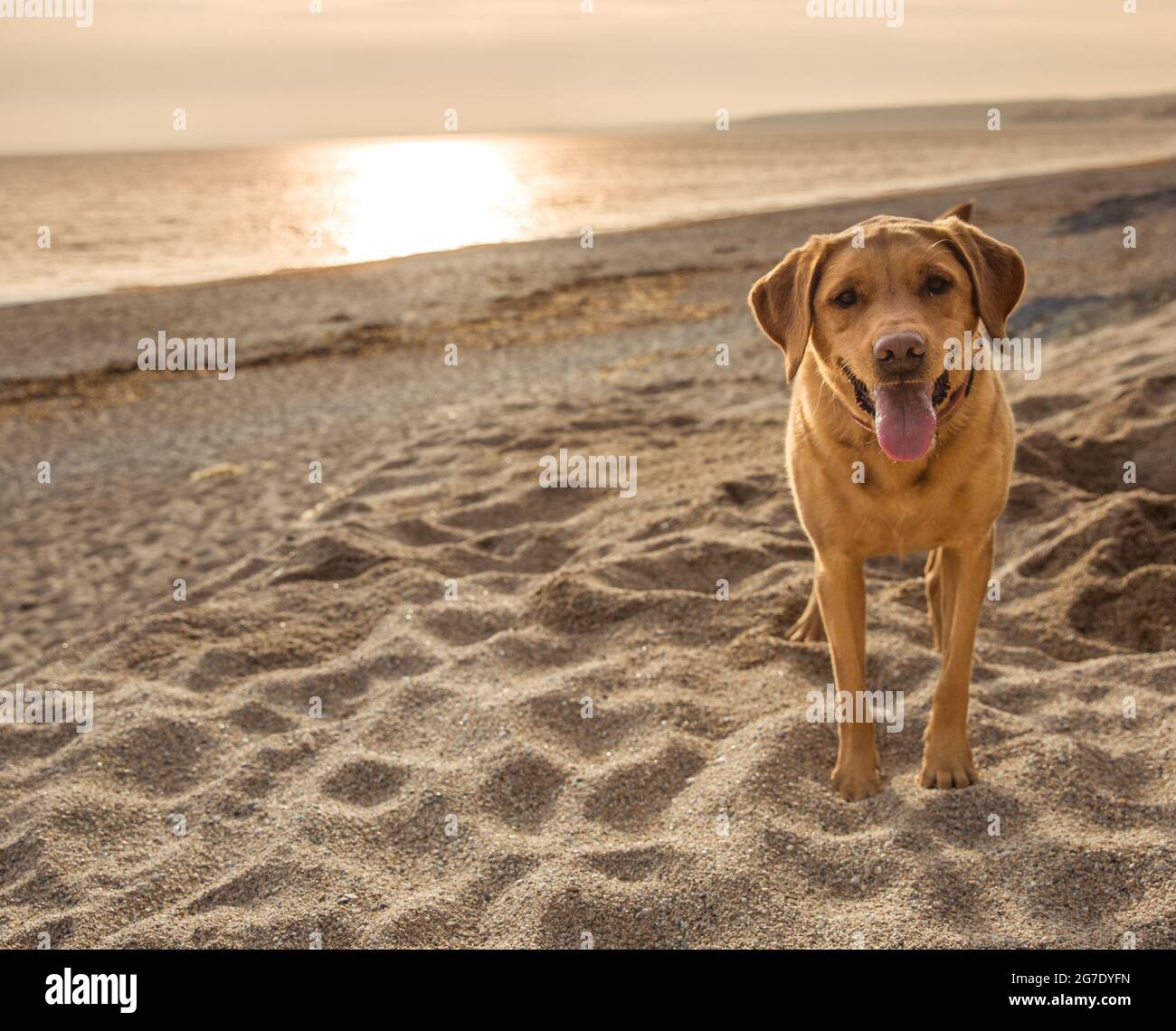 Un cane da compagnia labrador Retriever giallo su una bellissima spiaggia di sabbia in Cornovaglia al tramonto Foto Stock
