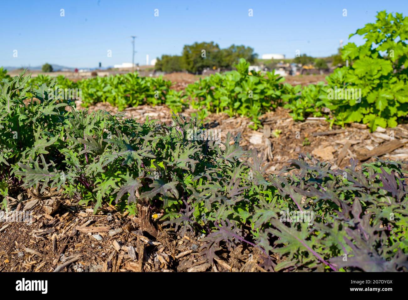 Piante e attrezzature sono visibili alla Coco San Sustainable Farm, una fattoria sperimentale che utilizza acqua riciclata per coltivare piante per le scuole locali a Martinez, California, 24 gennaio 2019. () Foto Stock