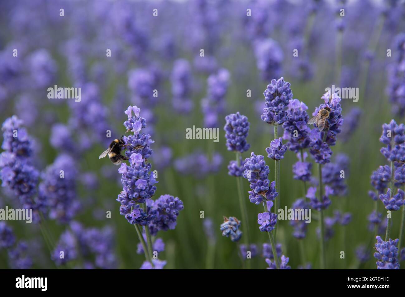 Full Frame primo piano di api impollinanti fiori di lavanda in uno sfondo naturale con spazio di copia Foto Stock