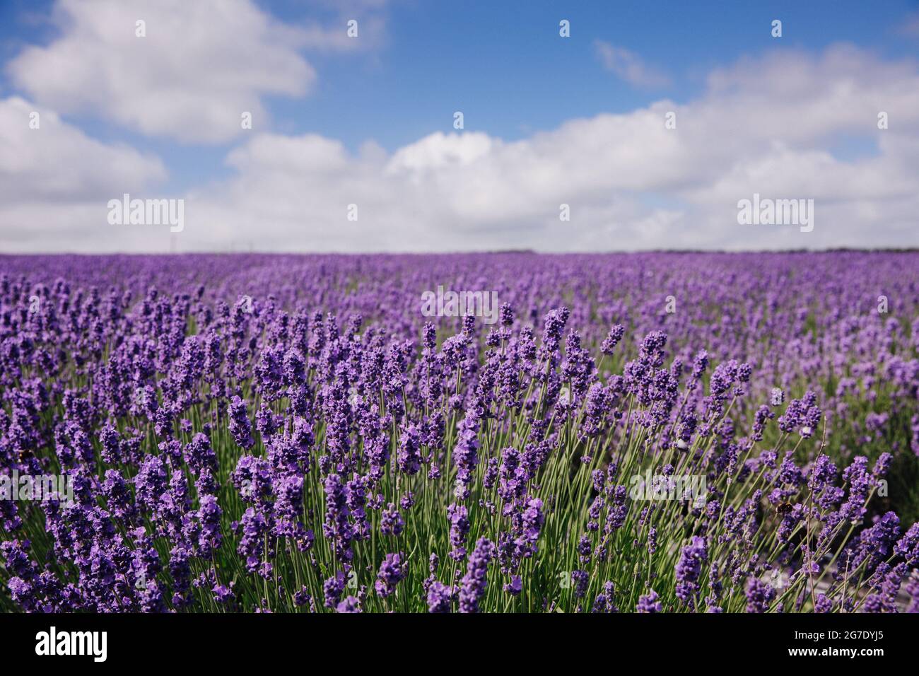 Un campo di fiori di lavanda su una fattoria di lavanda sotto un cielo blu con spazio di copia Foto Stock