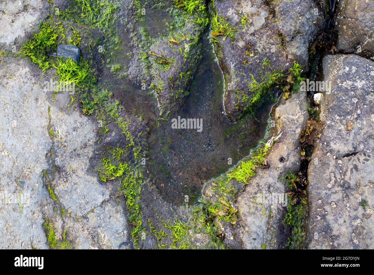 Impronta di dinosauro nella roccia su una spiaggia di Corran vicino a Staffin Bay, Isola di Skye, Scozia Foto Stock