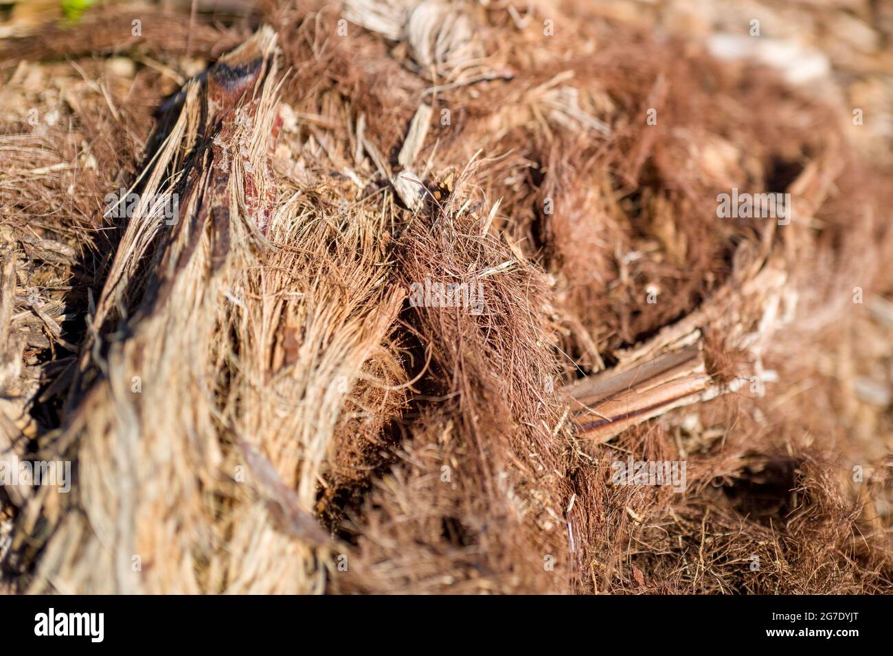 Piante e attrezzature sono visibili alla Coco San Sustainable Farm, una fattoria sperimentale che utilizza acqua riciclata per coltivare piante per le scuole locali a Martinez, California, 24 gennaio 2019. () Foto Stock