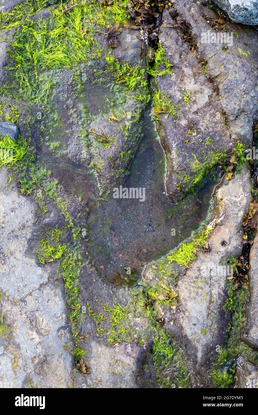 Impronta di dinosauro nella roccia su una spiaggia di Corran vicino a Staffin Bay, Isola di Skye, Scozia Foto Stock