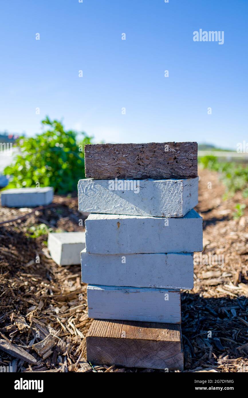 Piante e attrezzature sono visibili alla Coco San Sustainable Farm, una fattoria sperimentale che utilizza acqua riciclata per coltivare piante per le scuole locali a Martinez, California, 24 gennaio 2019. () Foto Stock