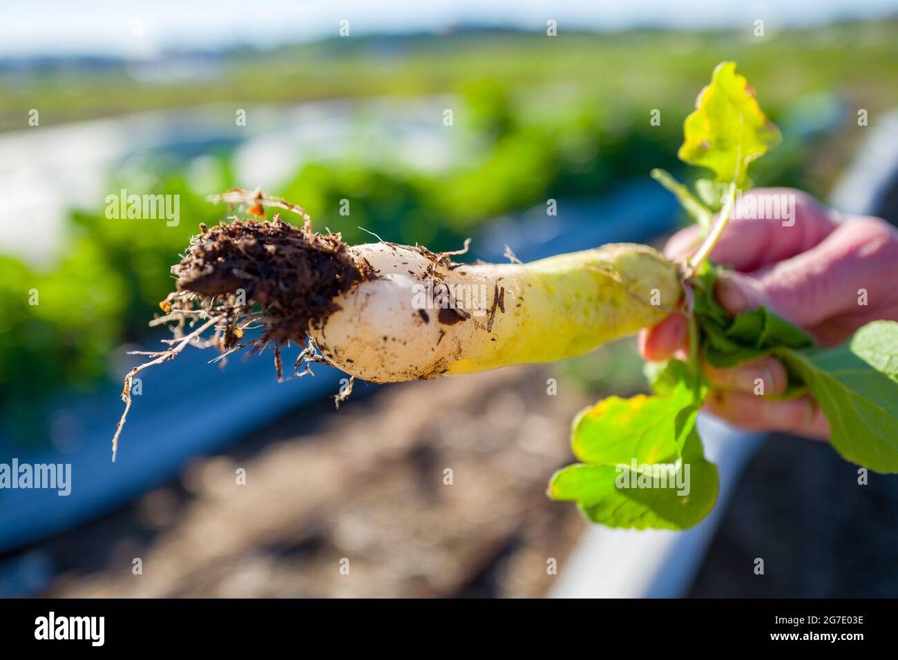 Mano umana che tiene un vegetale alla Coco San Sustainable Farm, una fattoria sperimentale che utilizza acqua riciclata per coltivare piante per le scuole locali a Martinez, California, 24 gennaio 2019. () Foto Stock