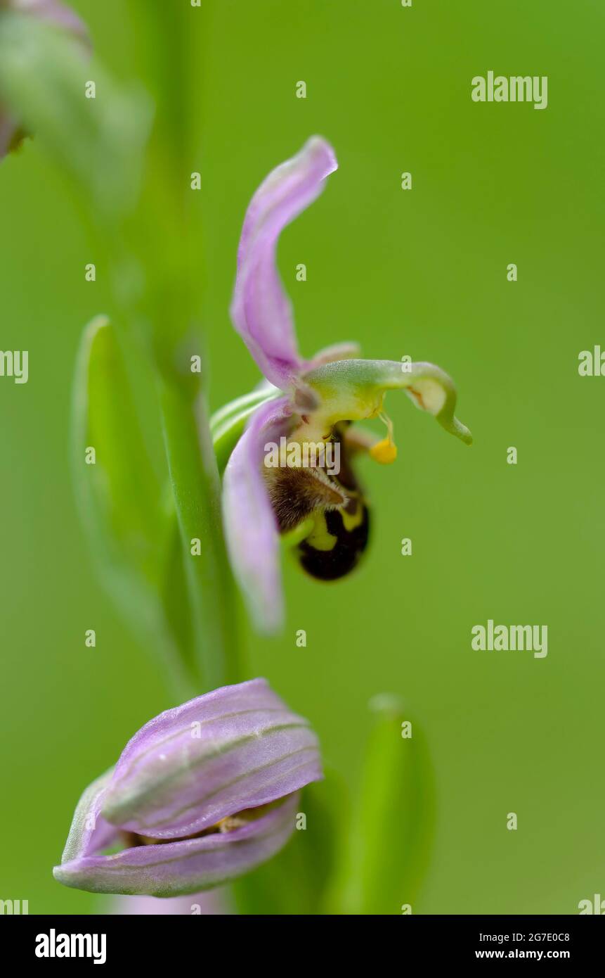 Orchidea Ophrys apifera in primo piano con bokeh verde Foto Stock